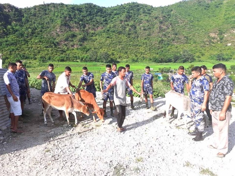 डोटीको सेती नदिमा फालिएका गाईको उद्धार