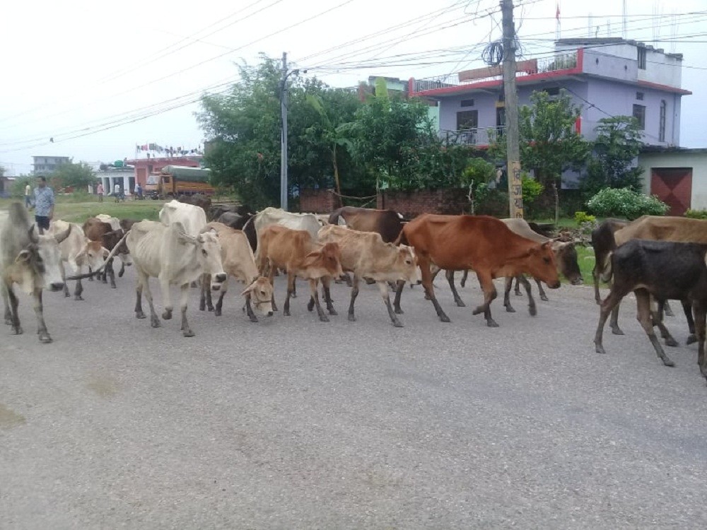 किसानहरुको दैनिकी छाडा चौपाया धपाउन मै बित्छ