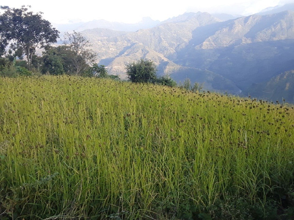 बझाङका ग्रामिण भेगहरुमा उत्पादन हुने रैथानेवालीहरु लोप हुने अवस्थामा