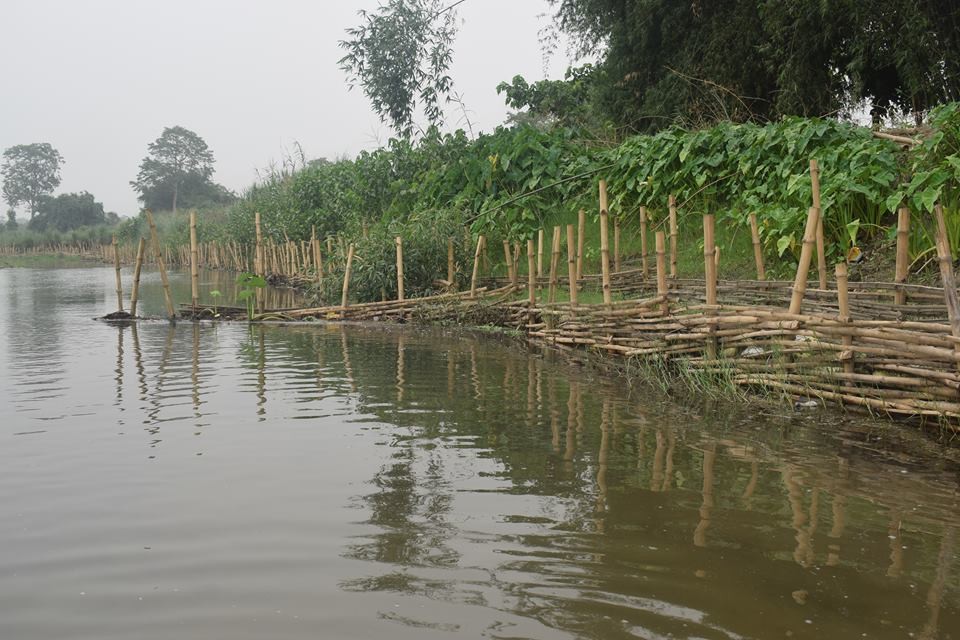 कैलालीमा जैविक तटबन्धन प्रभावकारी बन्दै