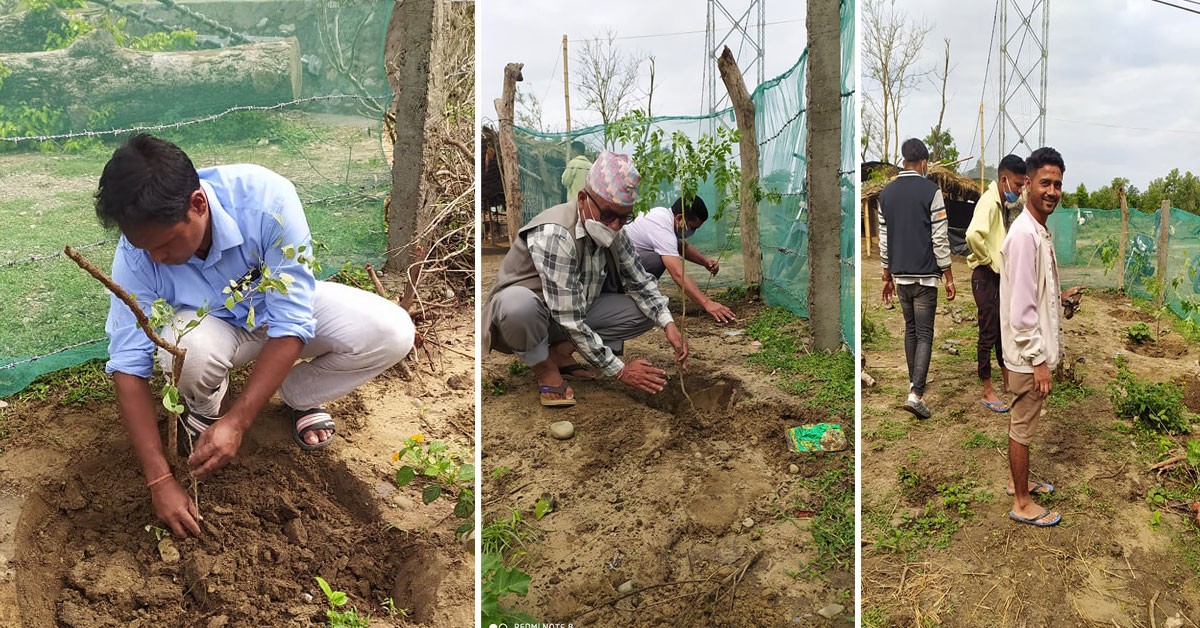 अत्तरियामा रहेको राधाकृष्ण गौंशालामा वृक्षारोपण