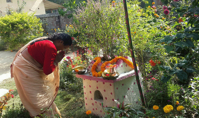 आज हरिबोधिनी एकादशी , तुलसीको दामोदरसँग विवाह गरि मनाइदैँ