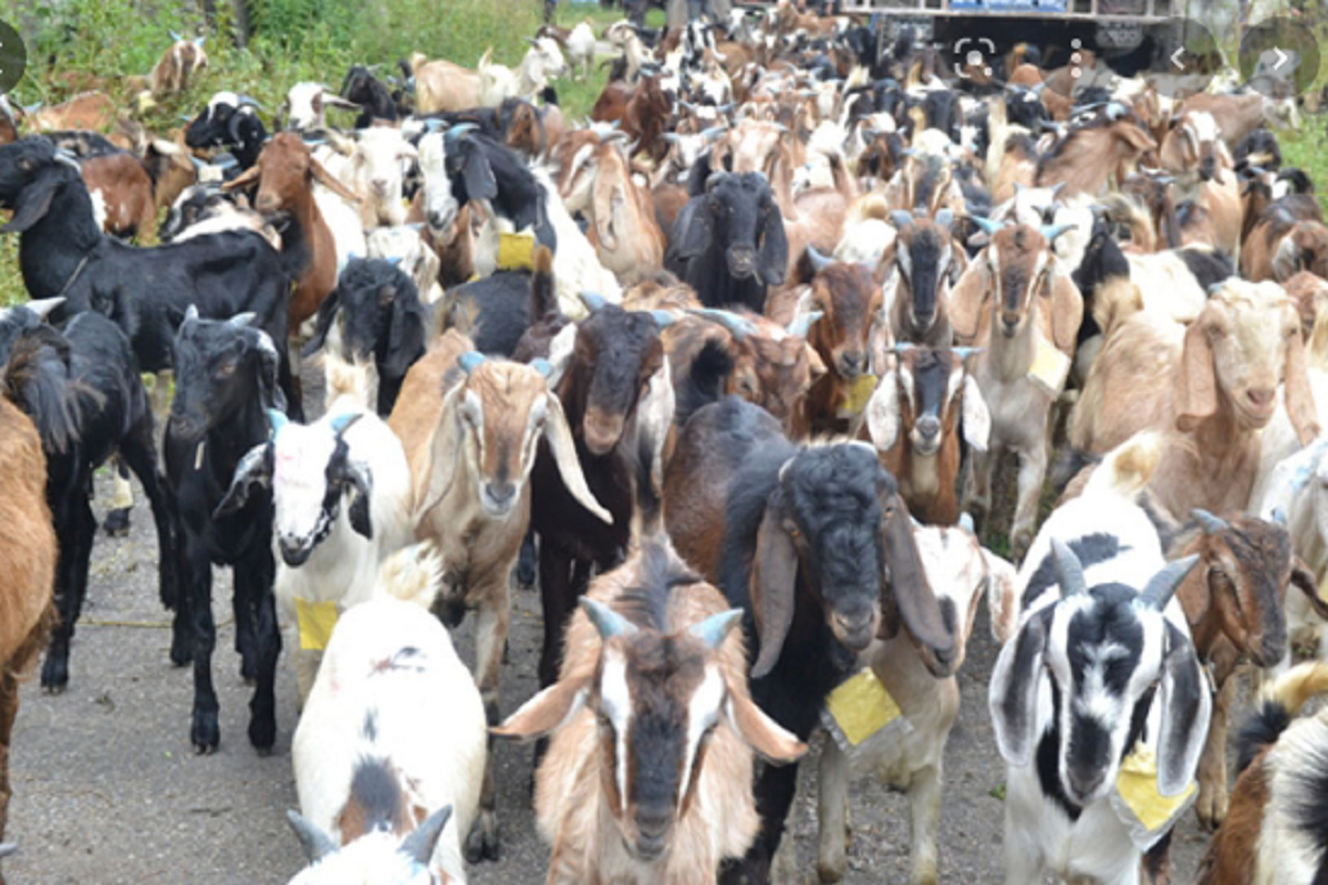 डोटीमा बोयर बाख्रापालनमा किसानहरु आर्कषित  