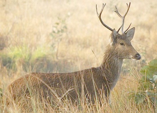 शुक्लाफाँटा राष्ट्रिय निकुञ्जमा बाह्रसिङ्गाको गणना सुरु