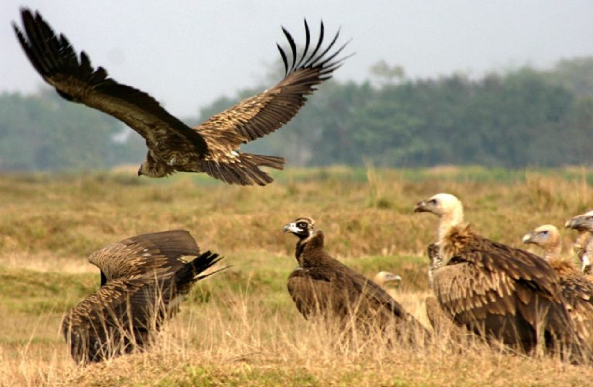 डोटीमा गिद्धको संख्यामा वृद्धि हुँदै