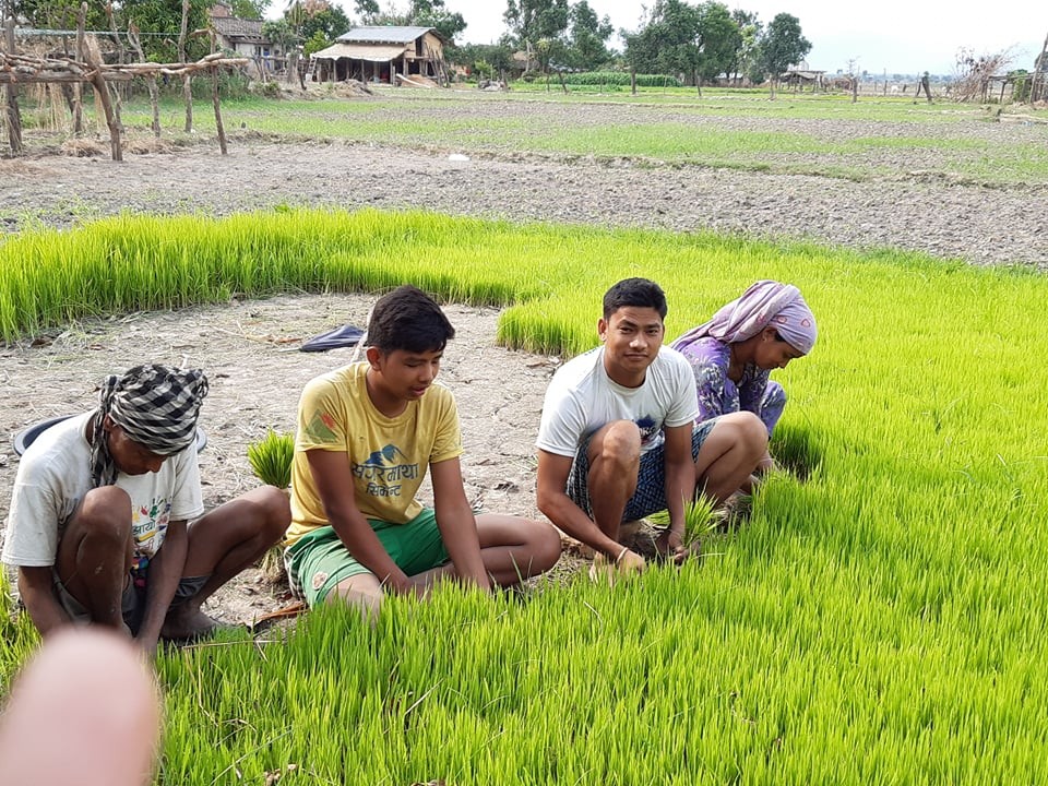 आज असार १५ अर्थात ’राष्ट्रिय धान दिवस’ देशभर मनाइदै