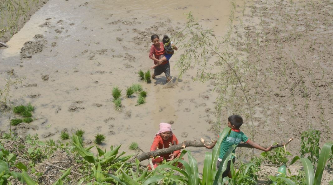 कञ्चनपुर जिल्लामा हालसम्म ३५ प्रतिशत मात्रै रोपाइँ