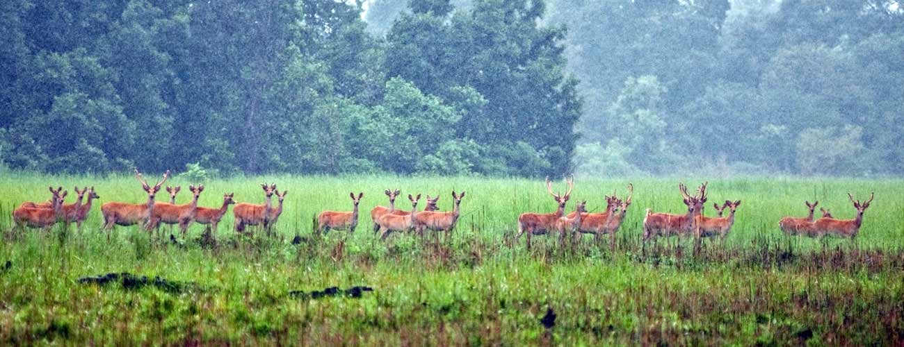 शुक्लाफाँटामा चराको अवस्थाबारे अध्ययन गरिदैं