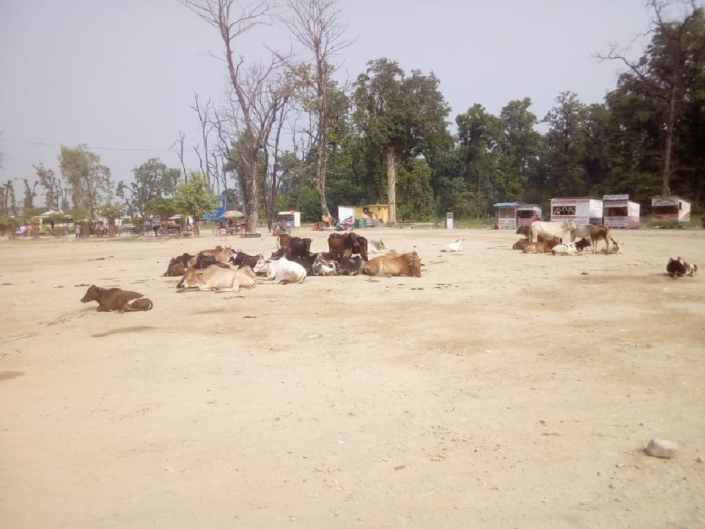 कान्जी हाउसमा राखिएका गाईगोरु छोडेपछि किसानहरुको गहुबालीमा नोक्सान