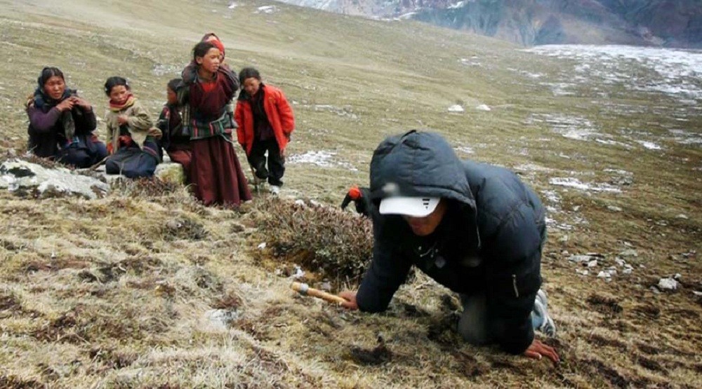 यार्साको मुल्य लाखौले घट्दा बझाङका संकलनकर्ता ठुलो नोक्सानी व्यहोदैँ