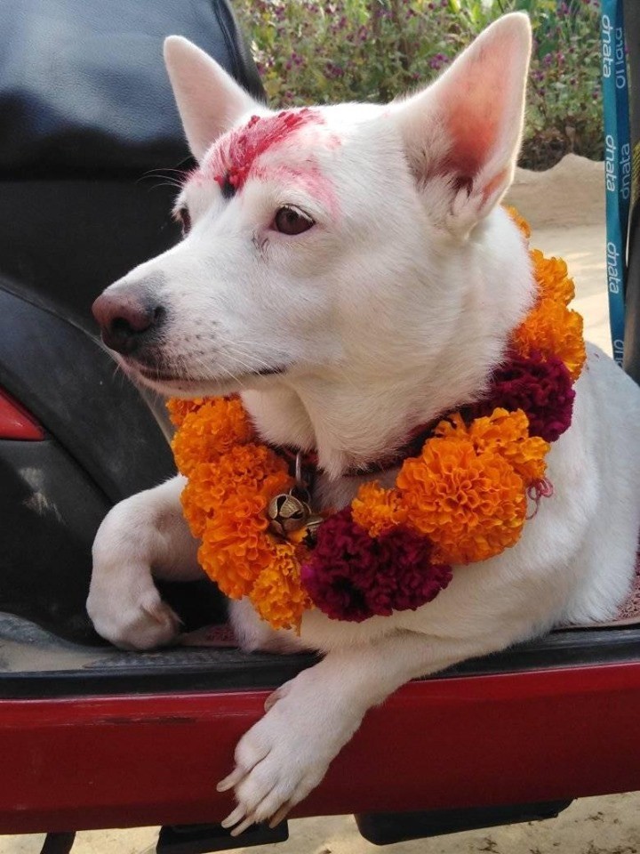 तिहारको दोस्रो दिन आज : कुकुर र कागको पुजा गरिदै