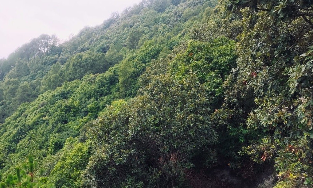 कैलालीमा बन मास्ने क्रम बढ्यो