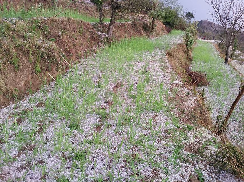 अछाममा असिना पानीले गहुँबाली नष्ट