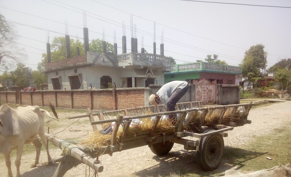 गहुँको समर्थन मूल्य प्रतिक्विन्टल ३ हजार १५ तोकियो