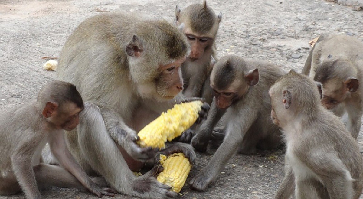 डोटीमा बालीनाली सबै जङ्गली जनावरले नष्ट गर्दै , किसानहरु चिन्तित