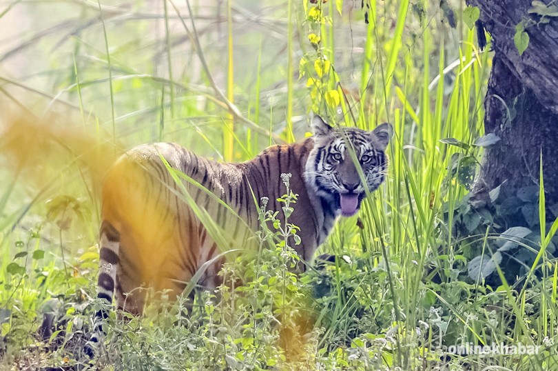 चितवनमा बाघको आक्रमणबाट एक जनाको मृत्यु