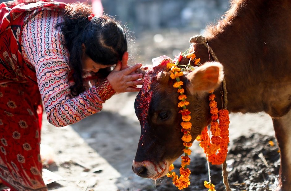 तिहारको चौँथो दिन आज गाई, गोरु तथा गोवर्दन पुजा 