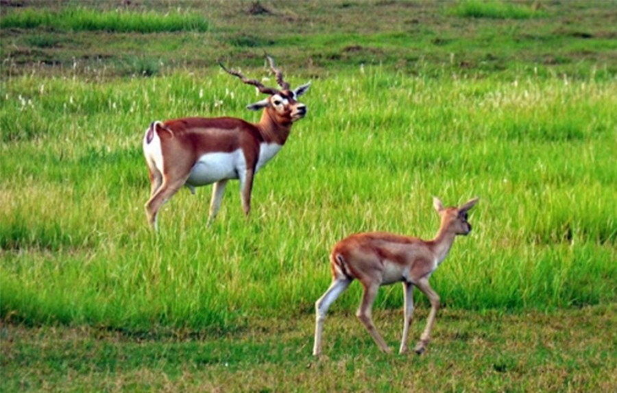 शुक्लाफाँटा राष्ट्रिय निकुञ्जमा फागुन ९ गतेदेखि महोत्सव हुने