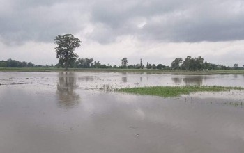 महाकाली नदीमा पानीको बहाव बढेपछि दोधारा र भिमदत्तका दुई गाउँ डुबानमा