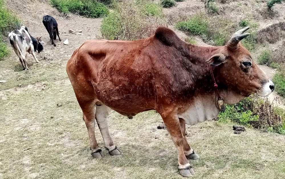 लम्पी स्किन संक्रमणले बैतडीमा ५०२ पशुचौपाया मरे