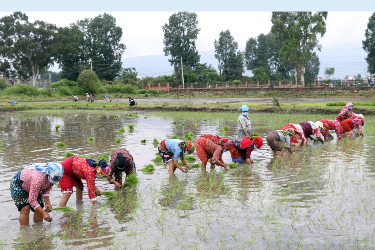 सुदूरपश्चिम प्रदेशमा ९९.०६ प्रतिशत रोपाईं सकियो 