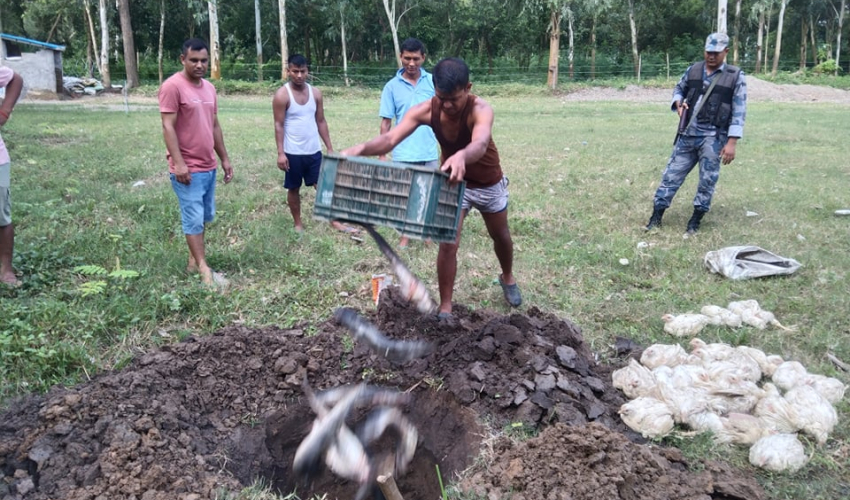 कञ्चनपुरमा २५ हजार मूल्य बराबरको अवैध माछा र ब्रोइलर कुखुरा नष्ट