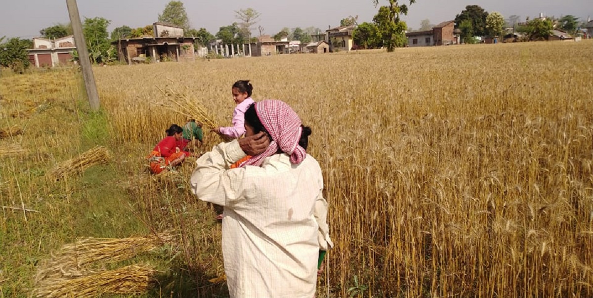 नेताहरु चुनाबी महोल बनाउन गाउँ गाउँमा , गाउँका किसानहरु खेतमा