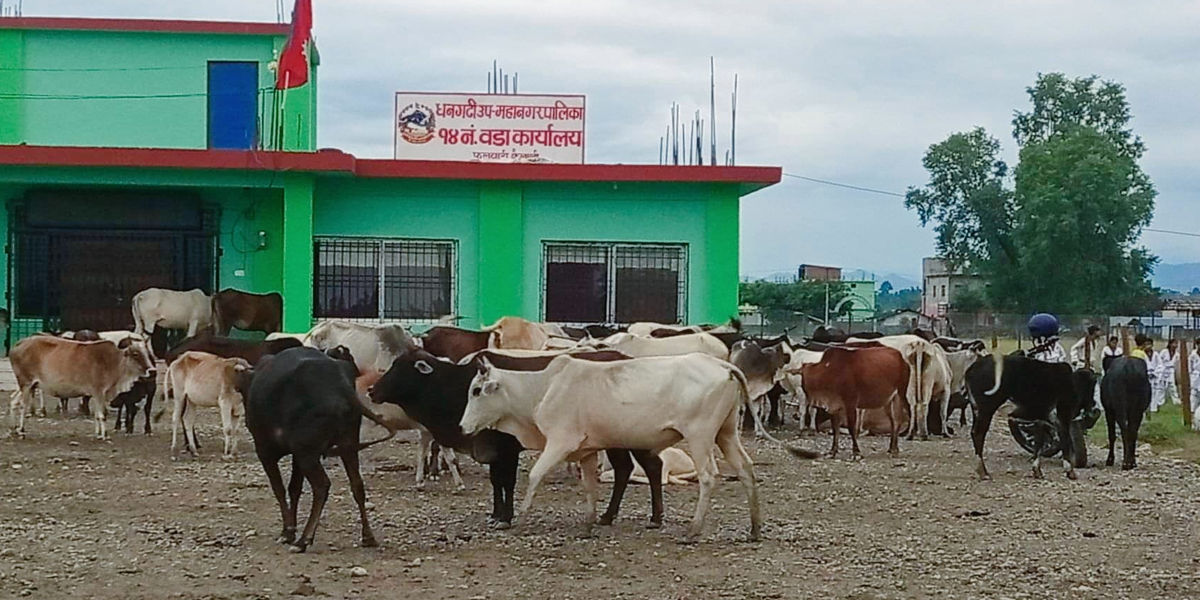 धनगढीमा पशुचौपाया छाडा छोडिदिने प्रवृत्ति नरोकिँदा व्यवस्थापन चुनौतीपूर्ण