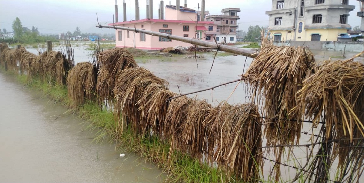 बेमौसमी वर्षाले तराई भेग तथा पहाडी क्षेत्रमा २० प्रतिशतसम्म धानबालीमा क्षति 