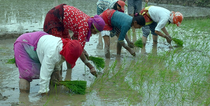 आज असार १५ अर्थात् धान दिवस, दहीच्युरा खाएर मनाइँदै