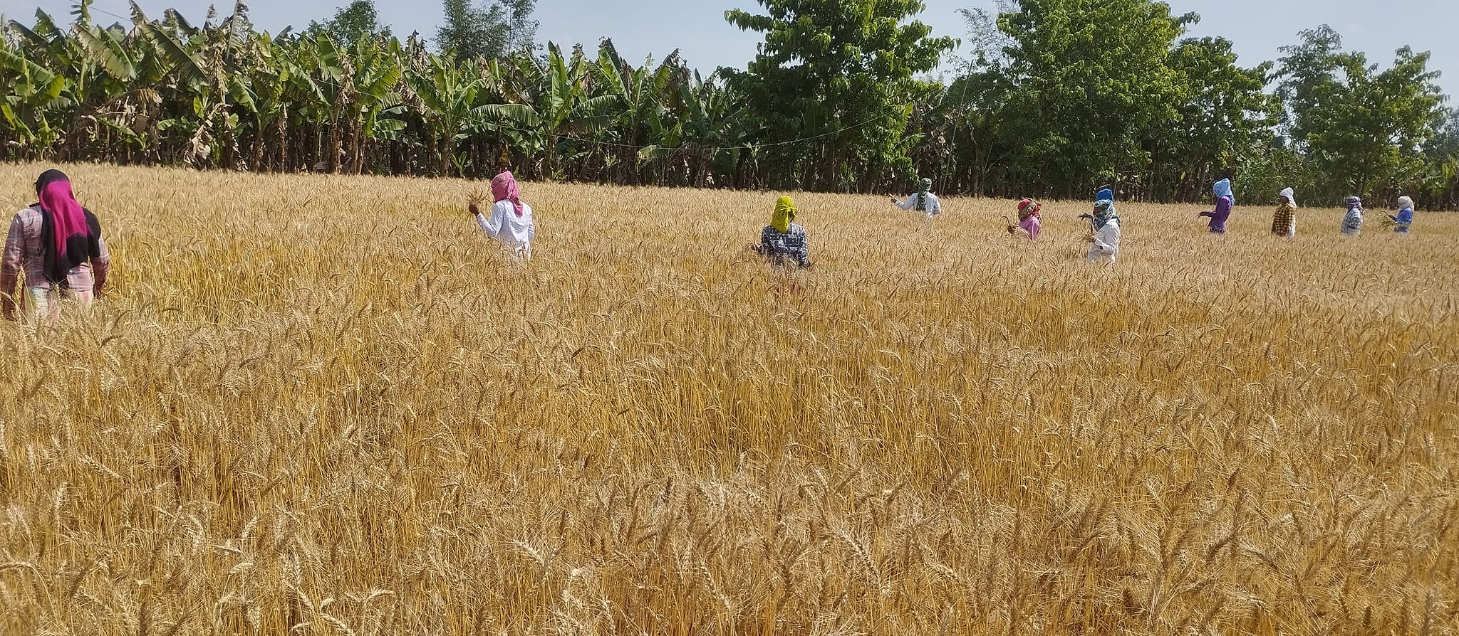 कैलालीमा पाकेको गहुँ बालीमा जातीय शुद्धताका लागि रगिन गरिँदै