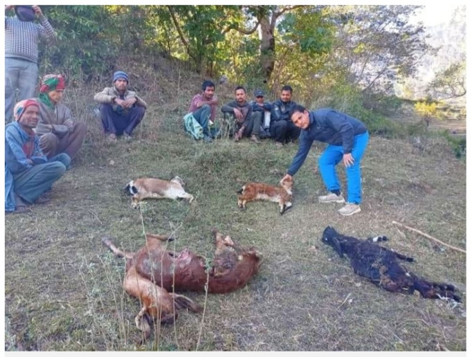 अछाम जिल्लामा बाघको आतङ्क