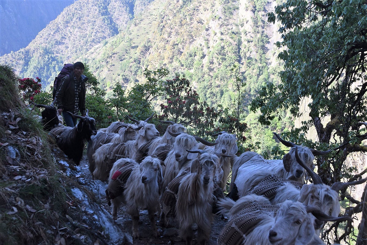 खाद्य संकटमा परेको बझाङको विकट हिमाली भेगमा भेडाच्याङ्ग्रा मार्फत चामल ढुवानी 