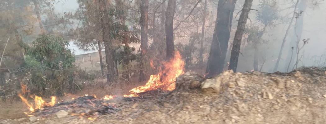 घाँसका लागि आगो लगाउँदा लाखौँका वन सम्पदा जलेर नष्ट