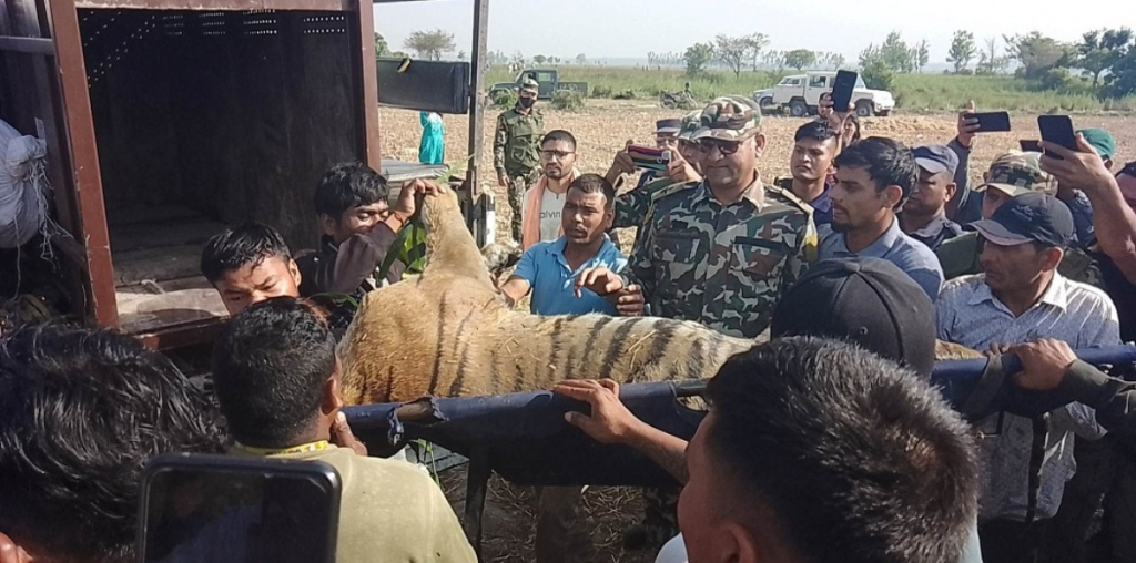 कञ्चनपुरकी महिला मार्ने बाघलाई चिडियाखाना लगिने