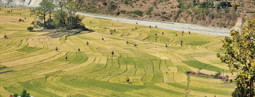 डडेल्धुरामा वर्षाले चिसो बढेसँगै गहुँ पाक्न ढिलाइ