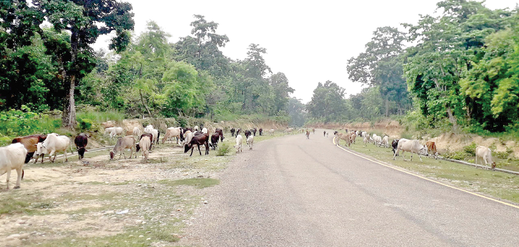 कैलाली र कञ्चनपुरका सबै स्थानीय तहमा छाडा चौपाया समस्या विकराल