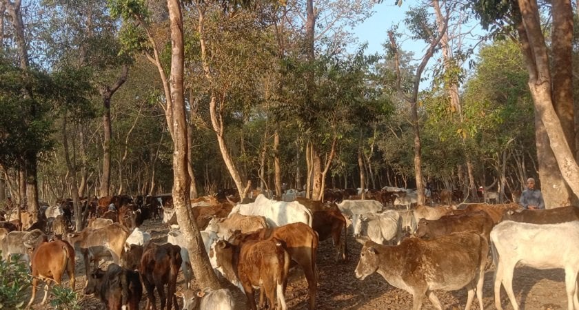 छाडा चौपाया व्यवस्थापन भएपछि किसान खुसी, बाली जोगाउन खेतमै बस्नुपर्ने किसानको बाध्यता अन्त्य