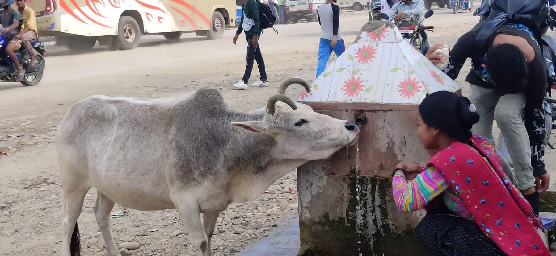 अत्तरिया बजारमा प्यास मेट्दै छाडा चौपाया