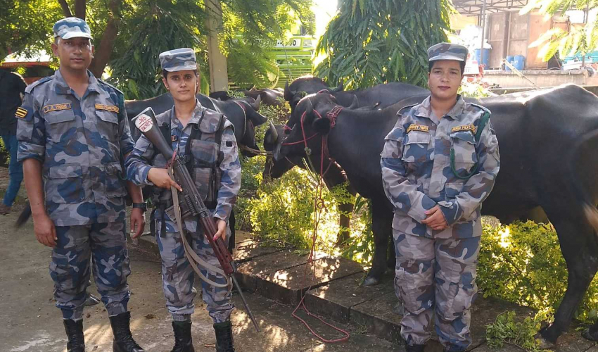 धनगढीमा भन्सार छली ल्याइएका राँगा सहित दुई लाख बढीको सामान बरामद