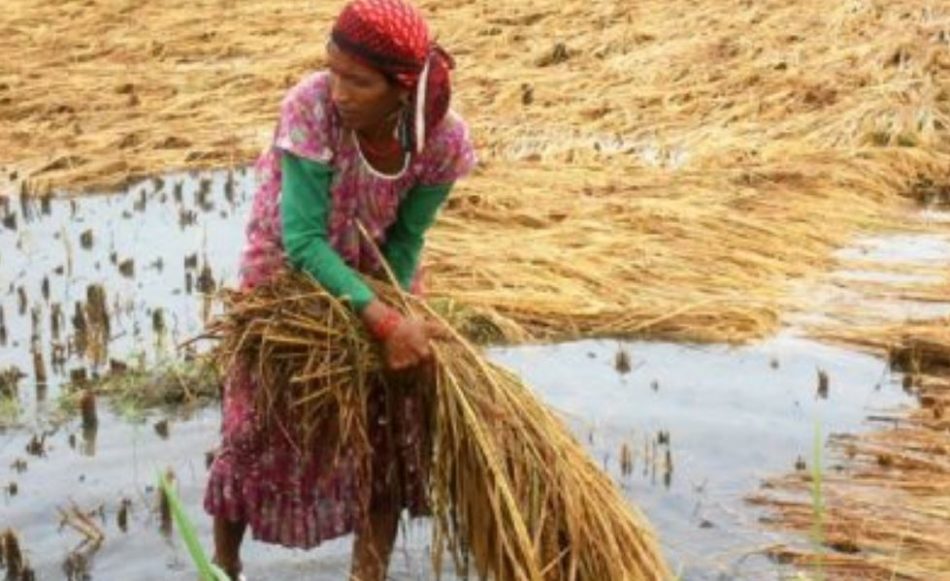 सुदूरपश्चिम प्रदेशमा अर्बौको धानबाली क्षति , समयमै राहत दिनुपर्ने माग 