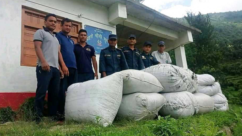 दार्चुलामा ३५० किलो प्रतिबन्धित जडीबुटी झ्याउ बरामद