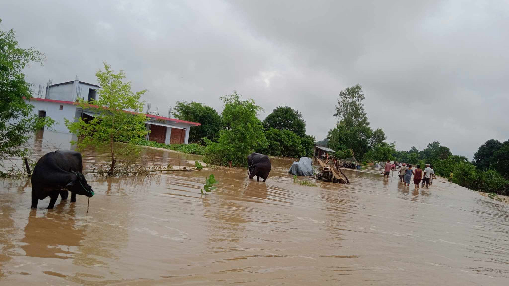 कैलालीमा लगातार को बर्षाले ५ सय बढी घर डुबानमा