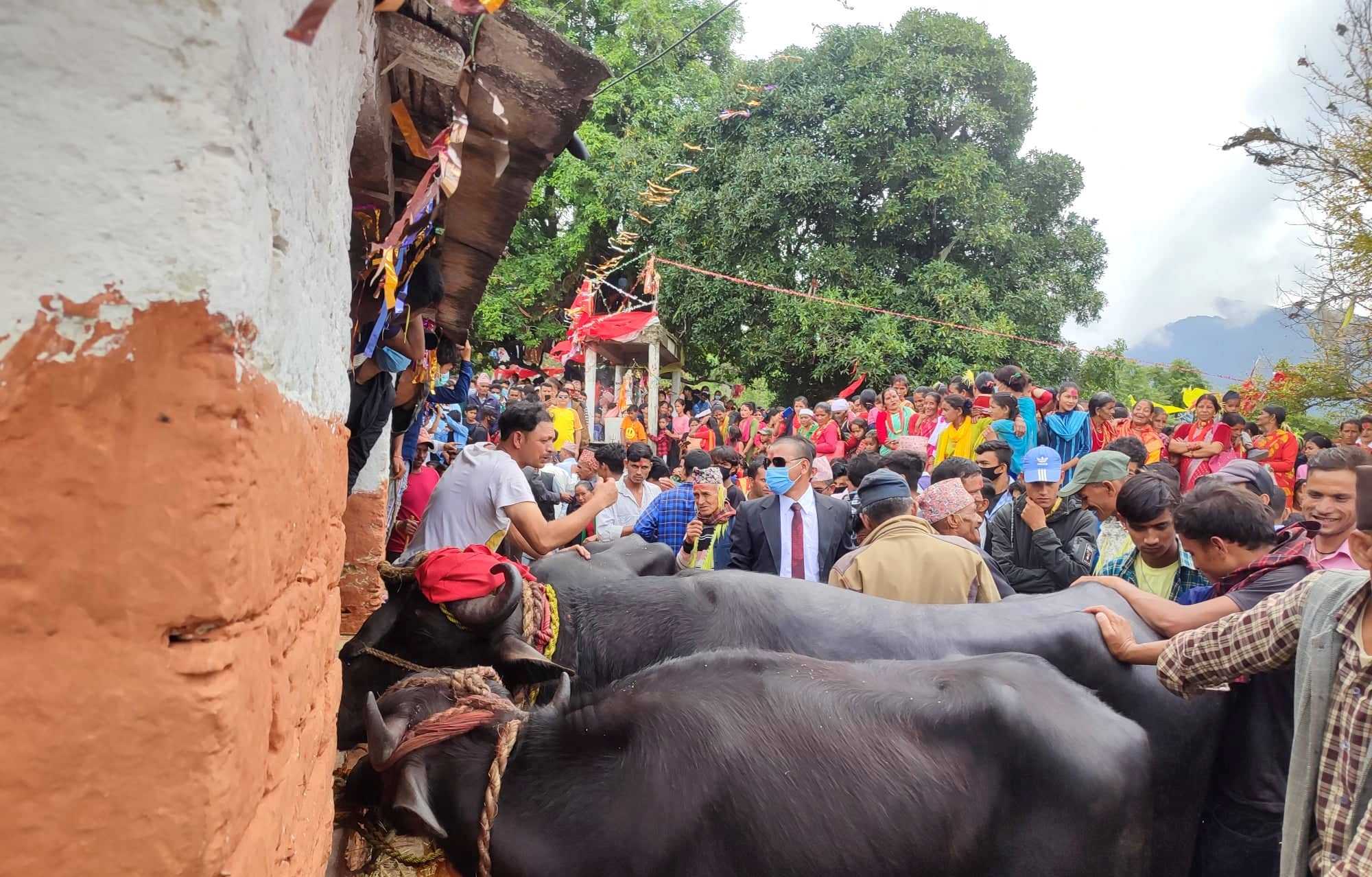 बैतडीको पुर्चौडी ८ स्थित मल्लादेही डिलाशैनी मन्दिरमा पशुबली सहित जात्रा सम्पन्न