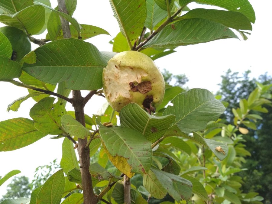 दार्चुलामा अम्बाको रुखबाट खसेर एक बालक घाइते