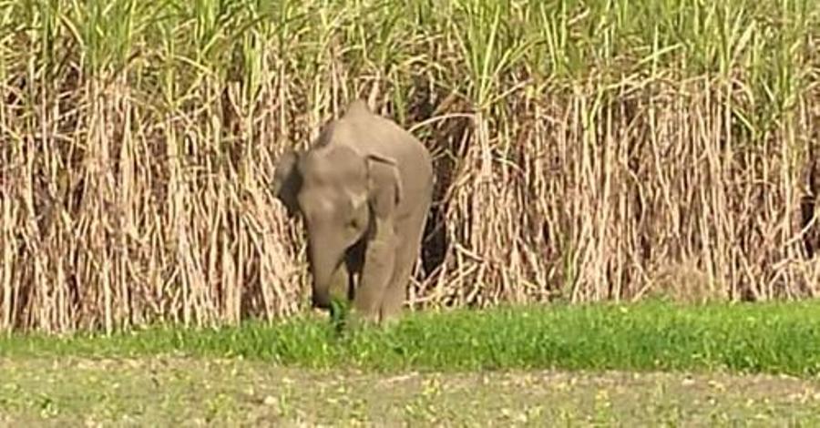 कञ्चनपुरमा जङ्गली हात्ती गाउँ पस्यो