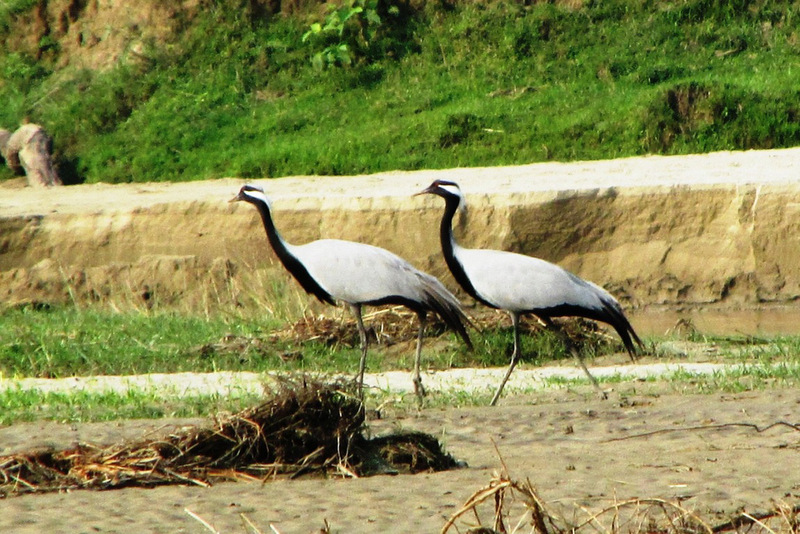 शुक्लाफाँटा राष्ट्रिय निकुञ्जमा याङकुरुङ सारसका जोडी