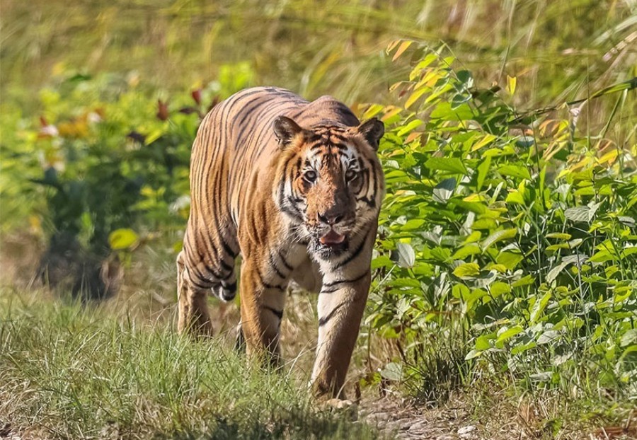 आगामी मङ्सिर र पुसमा बाघ गणनाको तयारी