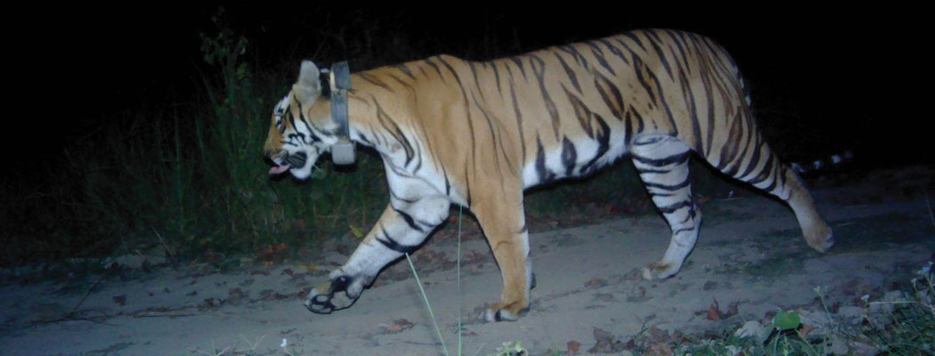 कैलालीको भजनी क्षेत्रमा बाघ देखिएपछि बस्तीमा सतर्कता