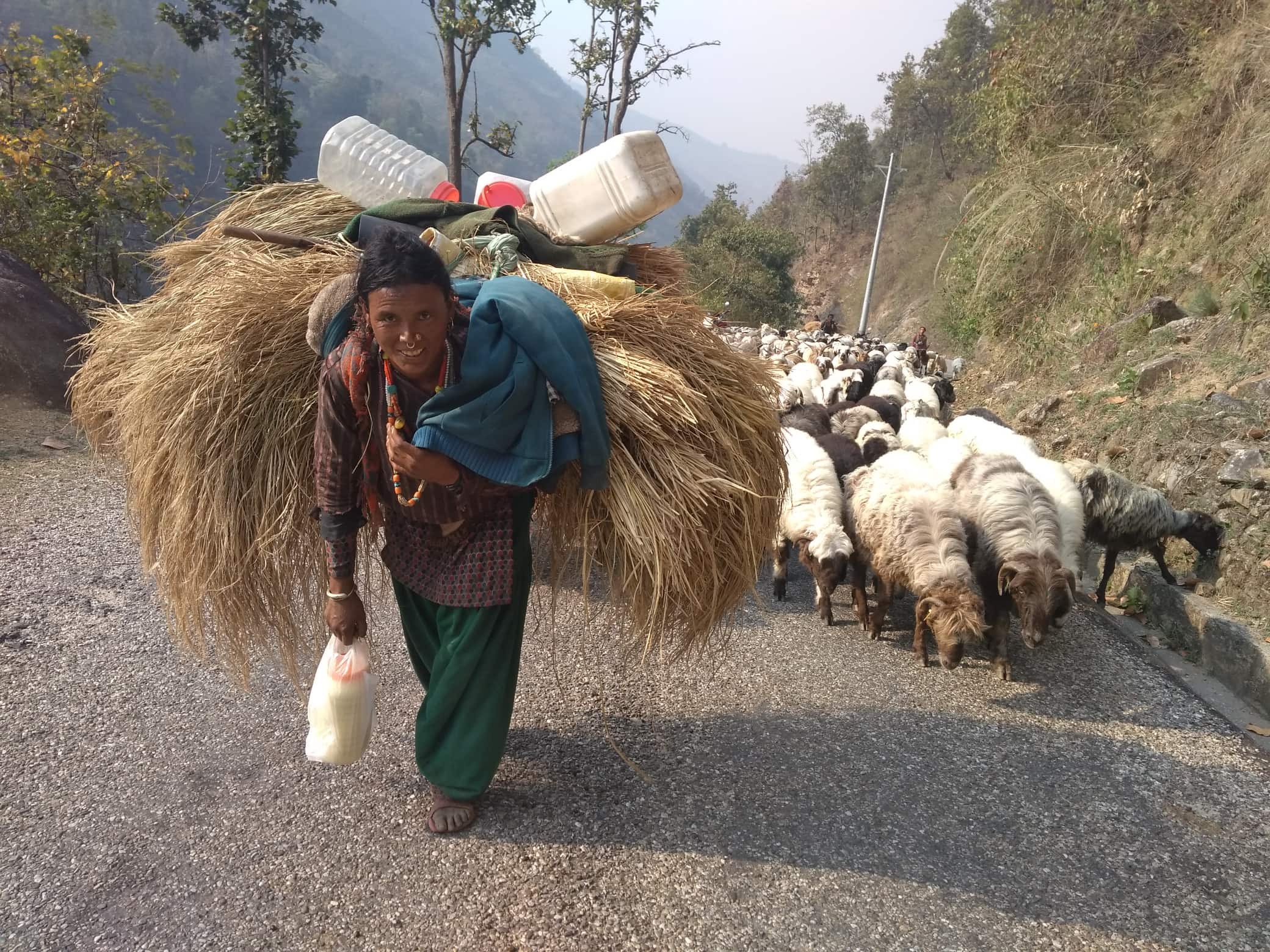 चिसो छल्न बेसी झरेका  भोटे जाती आफ्नो घर  फर्किदै